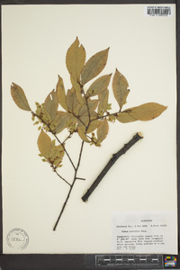 Ulmus serotina image