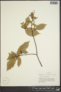 Ulmus serotina image