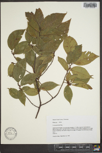 Ulmus serotina image