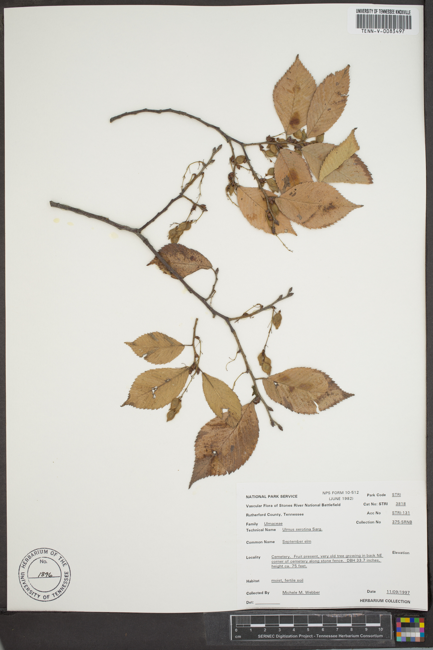 Ulmus serotina image