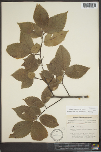 Ulmus serotina image