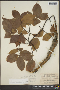 Ulmus serotina image