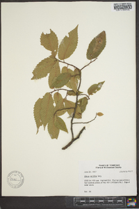 Ulmus serotina image