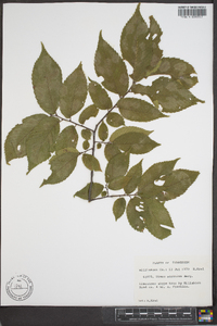 Ulmus serotina image