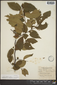 Ulmus thomasii image