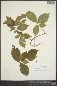 Ulmus thomasii image