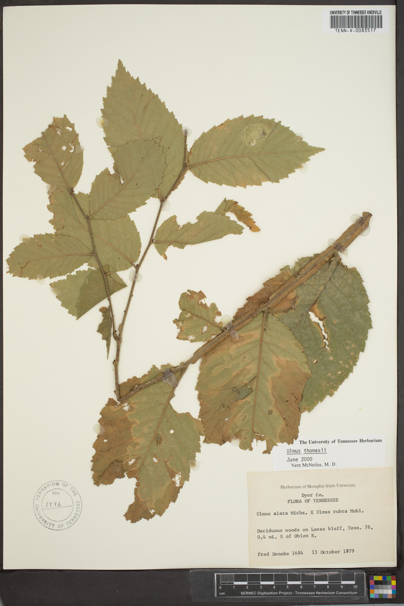 Ulmus thomasii image