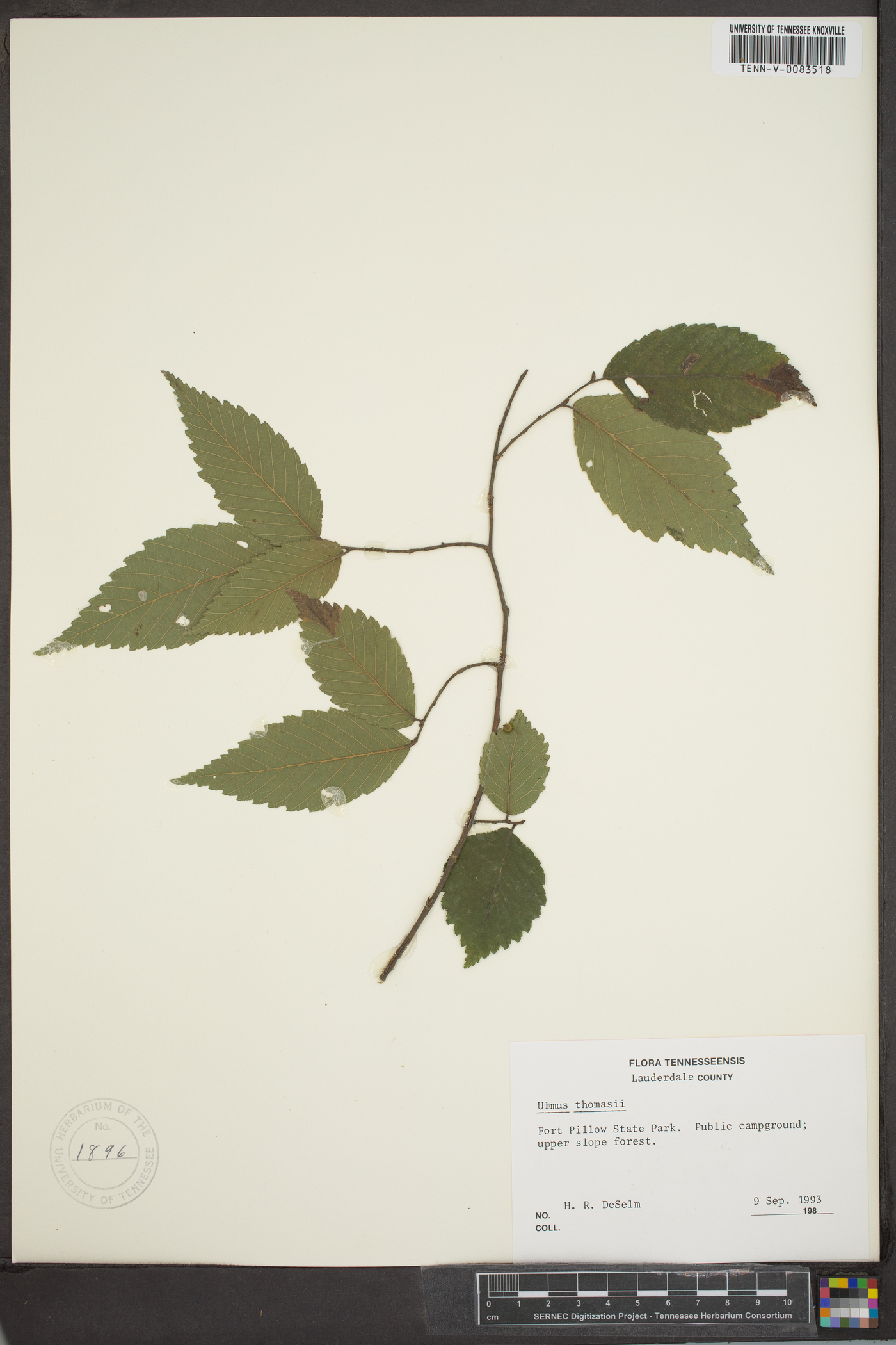 Ulmus thomasii image