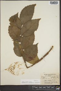 Ulmus thomasii image