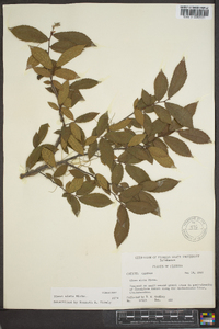 Ulmus alata image