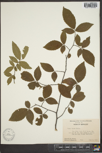 Ulmus alata image