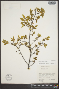 Ulmus alata image