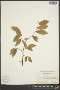 Ulmus alata image