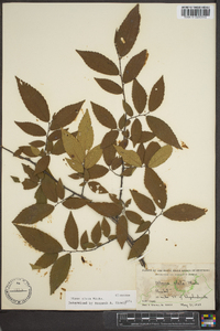 Ulmus alata image