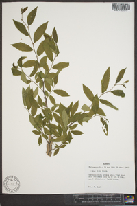 Ulmus alata image