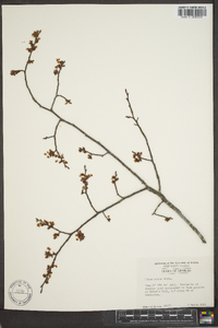 Ulmus alata image