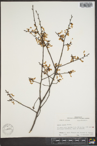 Ulmus alata image