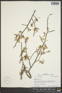 Ulmus alata image