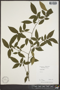 Ulmus alata image