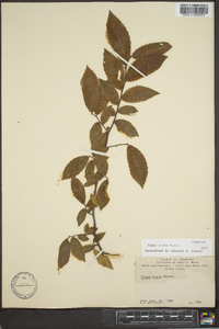 Ulmus alata image