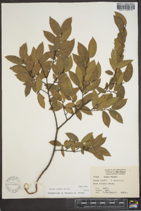 Ulmus alata image