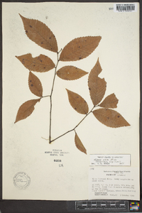 Ulmus alata image