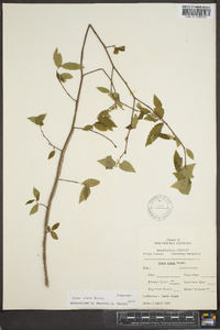 Ulmus alata image