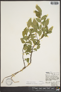 Ulmus alata image