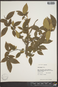 Ulmus alata image