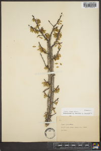 Ulmus alata image