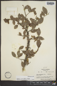 Ulmus crassifolia image