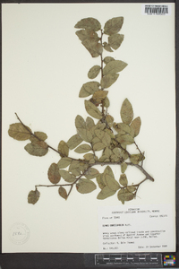 Ulmus crassifolia image