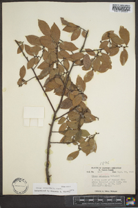 Ulmus crassifolia image