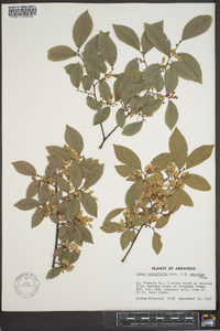 Ulmus crassifolia image