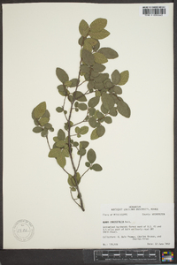 Ulmus crassifolia image