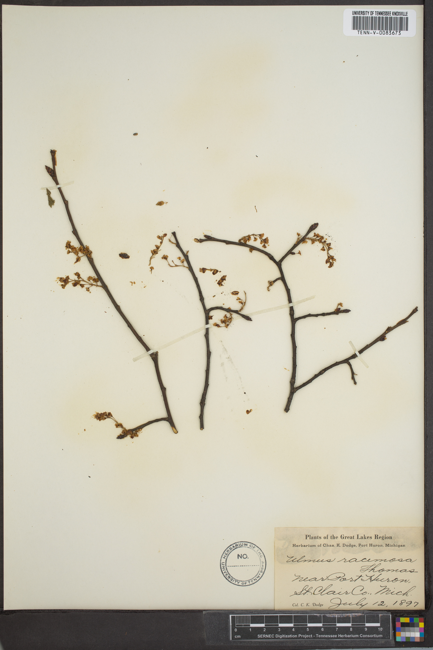 Ulmus racemosa image