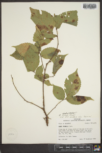 Ulmus thomasii image