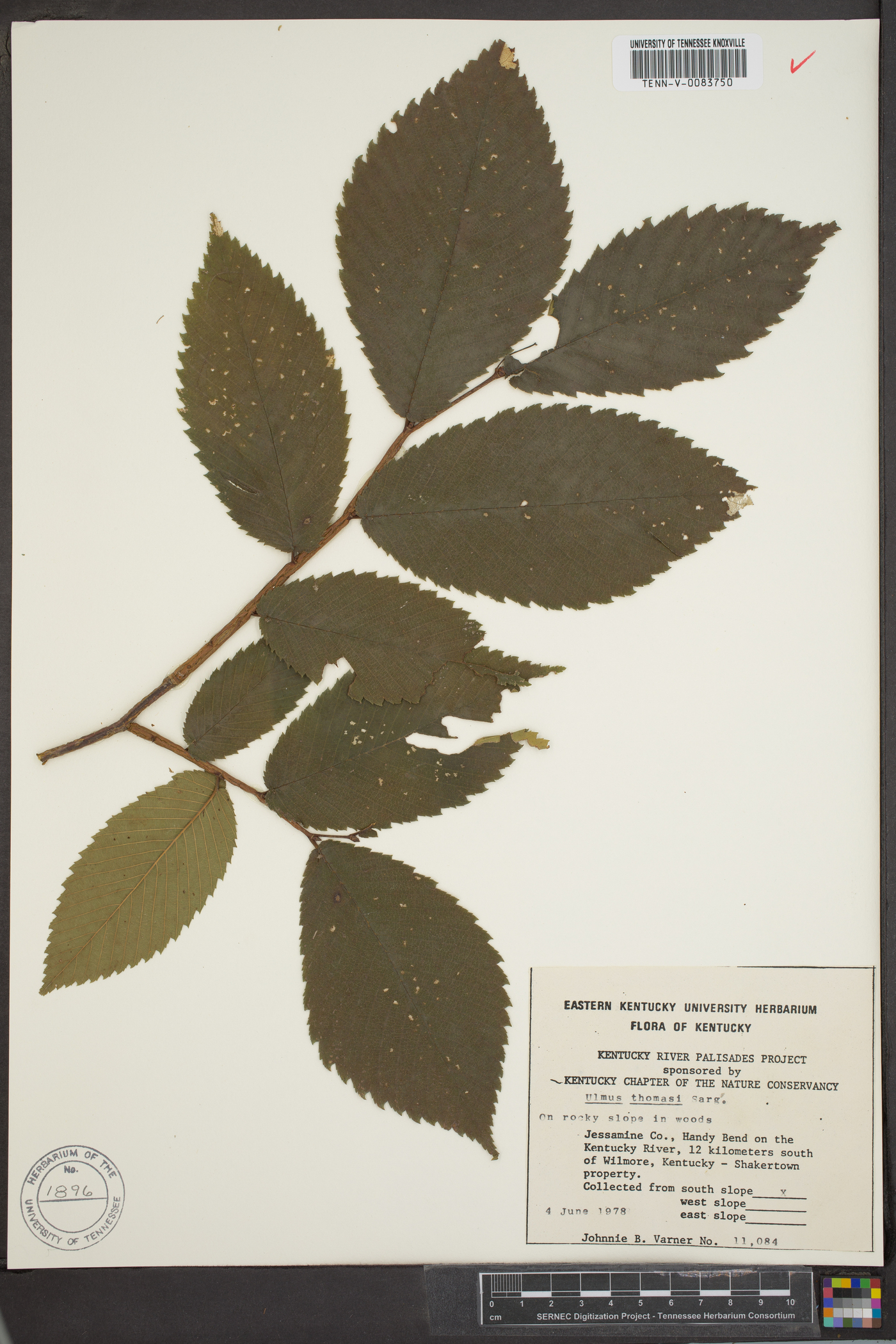 Ulmus thomasii image