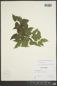 Celtis laevigata image