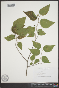 Celtis laevigata image