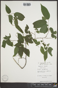 Celtis laevigata image