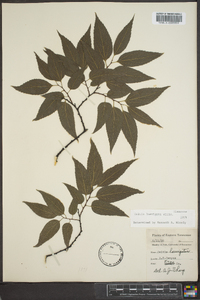 Celtis laevigata image