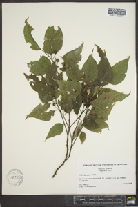 Celtis laevigata image