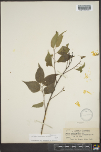 Celtis laevigata image