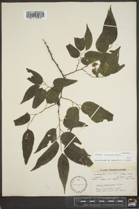 Celtis laevigata image