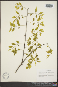 Celtis laevigata image