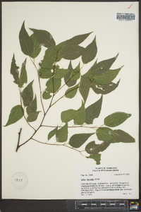 Celtis laevigata image