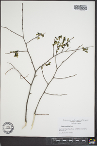 Celtis tenuifolia image