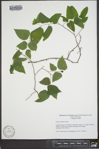 Celtis tenuifolia image