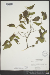 Celtis tenuifolia image